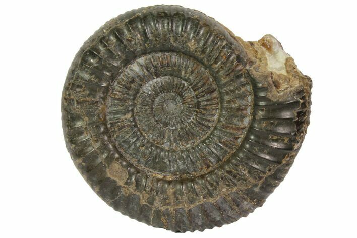 Fossil Ammonite (Dactylioceras) - England #119396